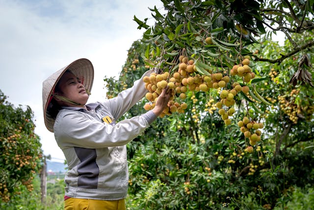 Farmer with fresh vegetables