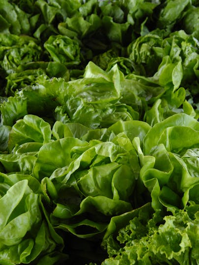 Vegetable